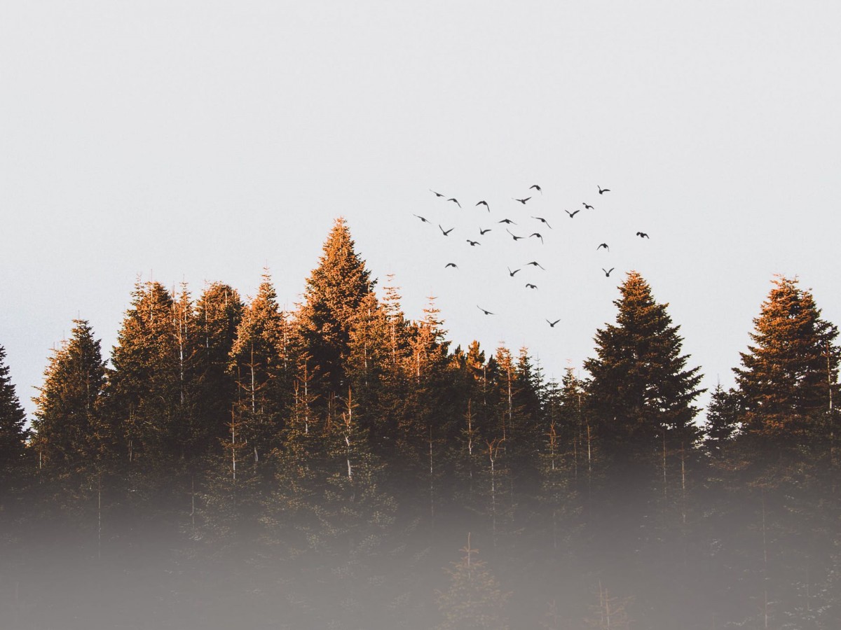 Imatge il·lustrativa